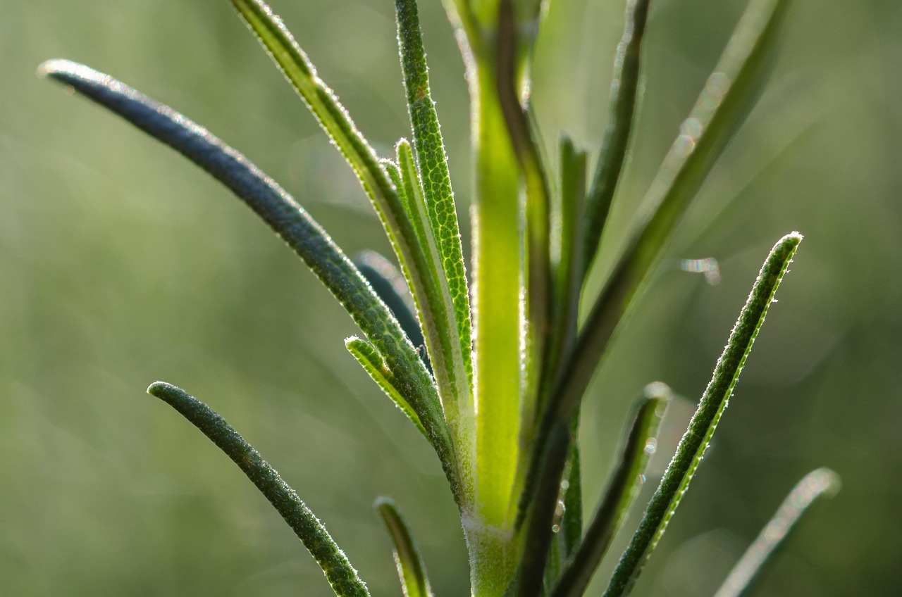 Trico Rosmarinus funziona davvero? Test e recensioni